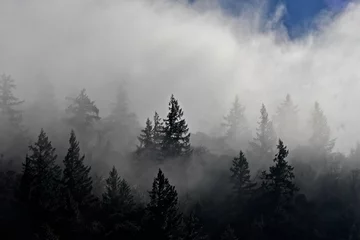 Foto op Plexiglas Fog shrouds conifer forest Along Highway 101 around Garberville, California © John Nakata