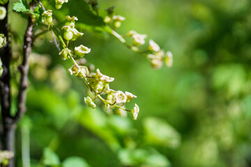 Close up of currant bush with white flowers and green leaves.