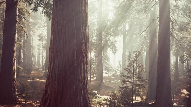 giant sequoias in the giant forest grove in the Sequoia National Park