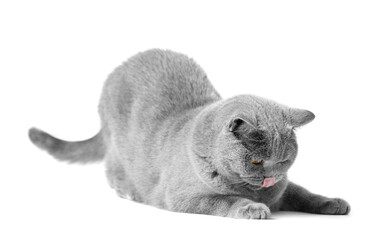 British purebred cat licks its lips on a white background.