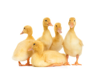 Cute ducklings stand in funny poses on a white background. Little yellow ducklings.