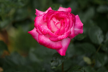 Pink rose in raindrops