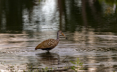 Fototapeta premium A Limpkin foraging for breakfast as it wades a small creek.
