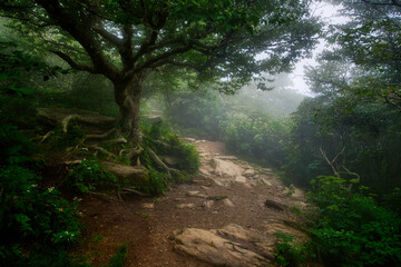 A misty landscape of an old tree with shallow roots in the forest of the Craggy Gardens trail in...