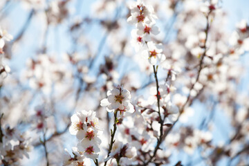 Blooming white branch against the blue sky