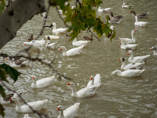 Ducks in the Tajo river in Aranjuez Madrid Spain