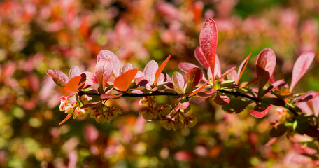 barberry branch for banner background