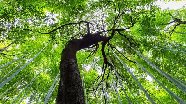 Peaceful time lapse of Green Sagano Arashiyama Bamboo Forest in Kyoto, Japan