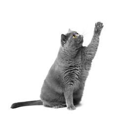 Gray british cat sits on a white background, raising his paw