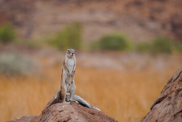 Ground squirrel on the rock, standing on two legs. Twyfelfontein, Namibia 