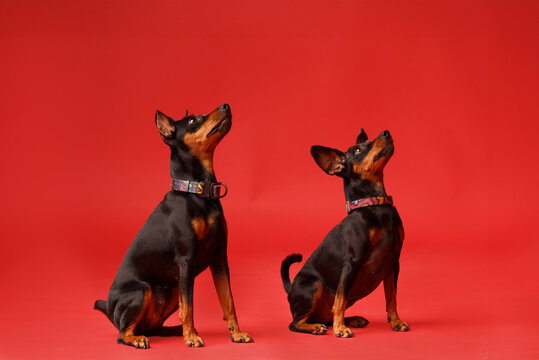 Two miniature pinscher sit on a red background.