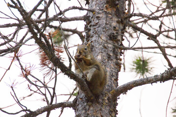 Squirrel on a tree holding a nut