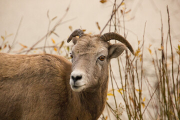 Close-up of a longhorn sheep somewhere in Canada