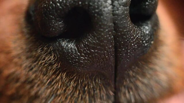 Black dog nose close-up. Macro video shooting