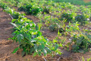 Obraz premium Rows of flowering bean and pepper bushes grow on cultivated field. Private agricultural land for growing herbs and vegetables