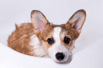 Girl bathes a small Pembroke Welsh Corgi puppy in the shower. He looks at the camera. Happy little dog. Concept of care, animal life, health, show, dog breed