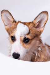 Girl bathes a small Pembroke Welsh Corgi puppy in the shower. Funny dog with foam on his head. Happy little dog. Concept of care, animal life, health, show, dog breed