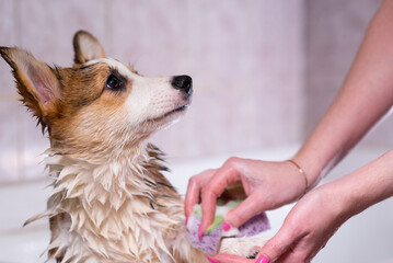 Girl bathes a small Pembroke Welsh Corgi puppy in the shower. A girl washes a dog's paws with a...
