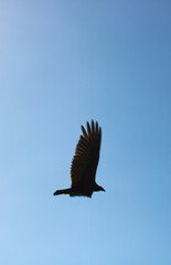 Flying black bird in the sky