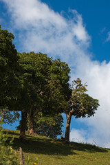 Obraz premium Green trees on grassland hillside 1