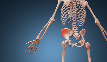 3d rendered illustration of a human skeleton suffering a pelvic hip fracture - obrazy, fototapety, plakaty