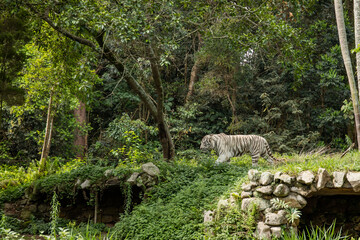 Tiger habitat in zoo with nature in the city of Sao Paulo