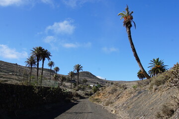 Valley of the thousand palm trees, Haria, North lanzarote, haria village, November 2023, sony a6000, palm tree, palma, summer, volcanic island, canary islands, spain