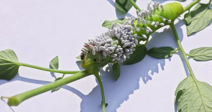 Caterpillar of the tomato Goliath Hornworm can cause serious damage to plants it is also known as Tabasco Hornworm