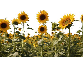 Sunflowers daisy flowers and knapweeds in a border arrangement isolated on white or transparent background - obrazy, fototapety, plakaty