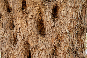 Olive tree bark, close-up. Textured relief background of light-dark brown olive skin for...