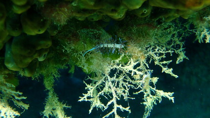 Sea slug pilgrim hervia (Cratena peregrina) undersea, Aegean Sea, Greece, Halkidiki