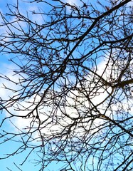  bare brown tree branches against a bright blue sky with some white clouds