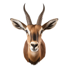 Wall mounted, taxidermy, stuffed gazelle head isolated on transparent background	