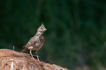 Crested Lark (Galerida cristata) on a rock. Green, blurred background.