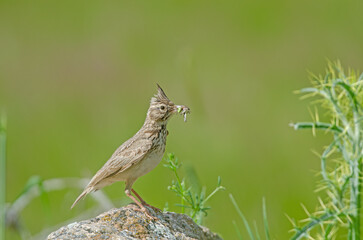 Crested Lark (Galerida cristata) on a rock with insects in its mouth. Green, blurred background.