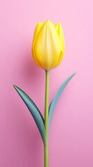 Format vertical d'une tulipe jaune sur un fond de couleur rose. Nature, fleur. Motif floral pour décoration, création graphique et conception.