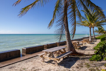 Picnic tables and palm trees beside the ocean