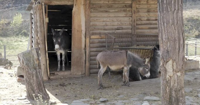Donkeys rest in the shade of the donkey shed in the zoo, during the daytime.