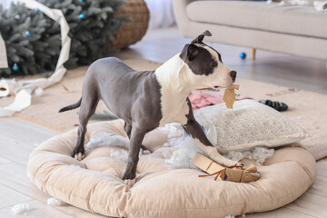 Naughty Staffordshire Terrier chewing Christmas gift box at home