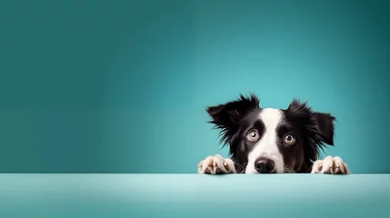 Rolgordijnen Black and White Coated Border Collie is Waiting and Begging for Food on Blue Background. Horizontal Banner with a funny dog looking up with space for text. For Advertisement, Poster, Banner, Postcard © Milan