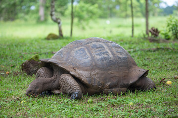 Galapagos giant tortoise (Chelonoidis nigra) eating guava, Santa Cruz Island, Galapagos Islands,...