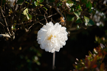 Obraz premium 開花する白いサザンカ