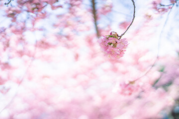 河津桜と空