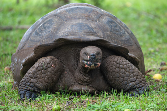 Galapagos giant tortoise (Chelonoidis nigra) eating guava, Santa Cruz Island, Galapagos Islands, Ecuador