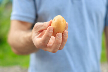 A man's hand holds a potato. Selective focus on hands with blurred background - Powered by Adobe