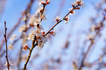 Flowers and flowering trees in early spring. Spring background with copy space