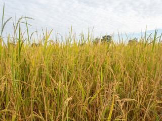 Obraz premium Golden rice field, Rice field in Beautiful sunrise.
