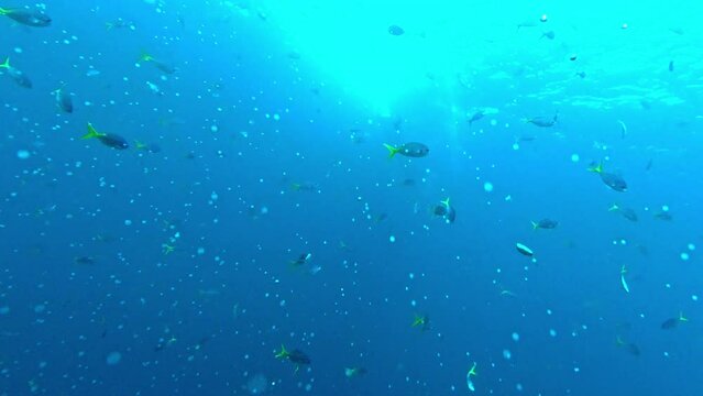 Biodiversity, fish swimming in ocean and bubbles under water in Raja Ampat environment, ecology and tropical holiday adventure. Blue sea, underwater animals and nature on island vacation in Indonesia