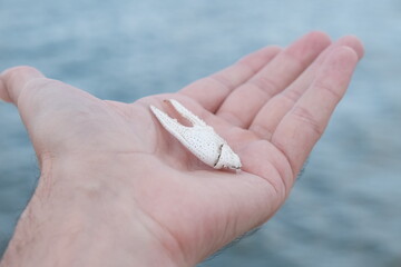 Crawfish Claw on Lake Waco