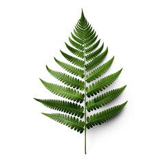 Evergreen fern branch with green leaf isolated on transparent background, top view. Generative AI